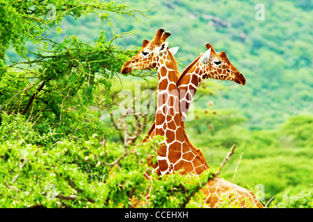 Afrikanische Giraffen Familie, zwei Tiere kämpfen mit Hälsen, Schönheit der Tierwelt, Safari-Reisen Stockfoto