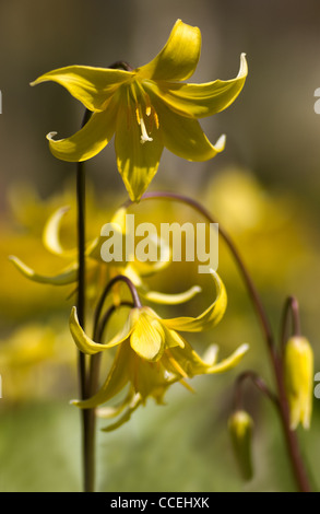 Gelb Erythronium Pagoda Blumen im Frühling - Blume beige-Lilie, Forellen-Lilie, Hunde-Zahn oder Kreuzotter-Zunge nennt man auch Stockfoto