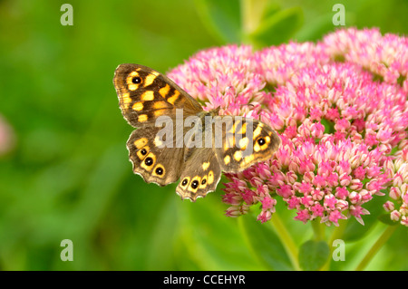 Ein Schmetterling (Rotklee-bläuling, Pararge depressa) auf einem sedum Blume (Sedum spectabile). Stockfoto