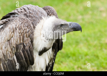 Gänsegeier in Winkel Seitenansicht mit grünem Hintergrund Stockfoto