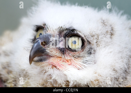 Große gehörnte Eule, Eule Tiger oder Bubo Virginianus - Junge weiß, eingebettet in eine Ansicht schließen Stockfoto