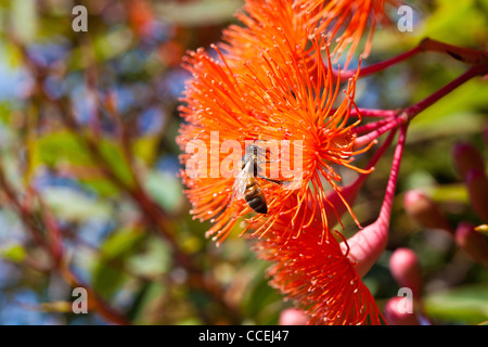 Biene auf Blüte Kijiji in Australien "Corymbia Ficifolia" Eingeborener nach western Australia und south Australian outback Stockfoto