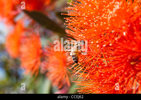 Biene auf Gum Blütenbaum in Australien Botanischer Name: Corymbia Ficifolia Natuve nach western Australia Stockfoto