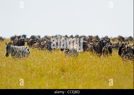 Gnus (oder Gnus, Gnus oder Wildebai, Gnu) Herden in Masai Mara, Kenia, Afrika Stockfoto