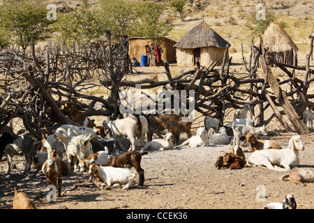 Ziegen in Himba-Dorf in der Nähe von Opuwo, Namibia Stockfoto