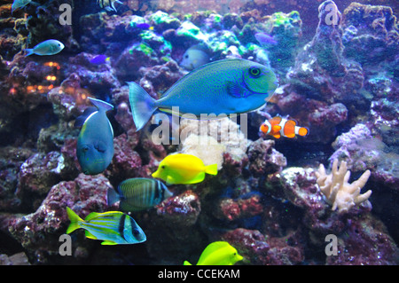 Tropische Fische unter Seeanemonen im Aquarium, Surrey, England, Vereinigtes Königreich Stockfoto