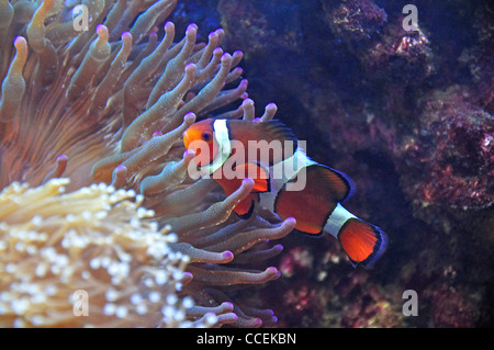 Ocellaris Clownfisch (Amphiprion ocellaris), unter Seeanemonen im Aquarium, Surrey, England, Vereinigtes Königreich Stockfoto