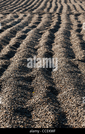 Geernteten Sonnenblumenkerne trocknen in der Sonne auf einer indischen Landstraße. Andhra Pradesh, Indien Stockfoto