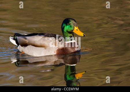 Männliche Stockente Ente, Anas Platyrhynchos, Surrey, England, UK Stockfoto