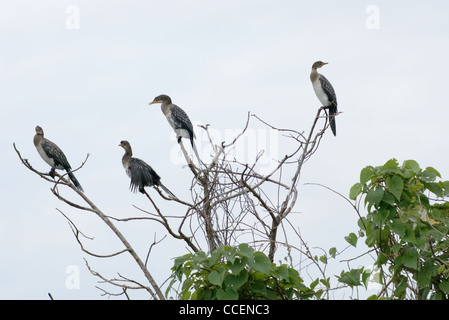 Vögel namens "Kormoran" in Uganda (Afrika) sitzt auf einer Baumkrone vor bewölktem Himmel Stockfoto