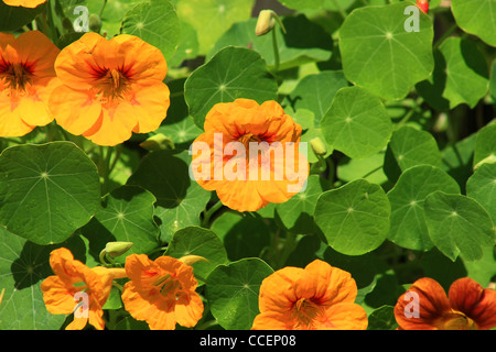 Eine Nahaufnahme der Kapuzinerkresse Blüten und Blätter Stockfoto