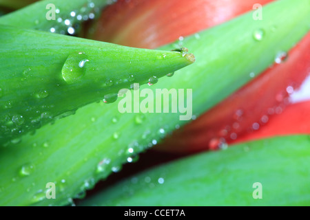 Makroaufnahme des Wassers sinkt auf grünes Blatt einer Tulpe Stockfoto
