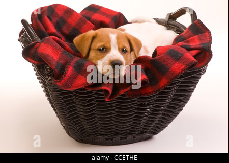 Texas red Heeler Welpen 9 Wochen alt. Stockfoto