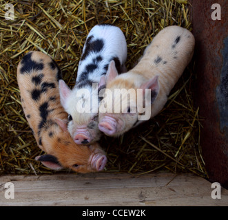 Ferkel in einem Schweinestall Stockfoto