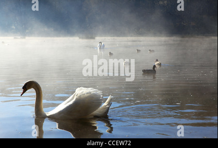 Ein Schwan auf einem nebligen See Stockfoto