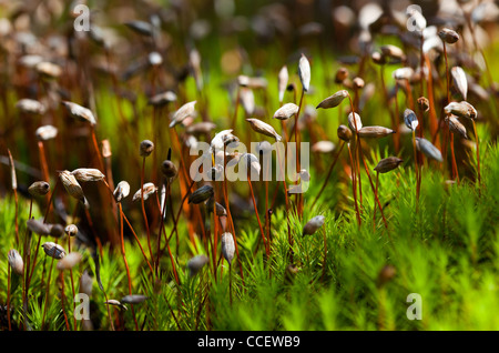 Grünes Moos Makroaufnahme Stockfoto