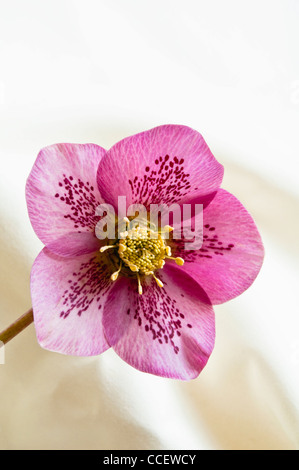 Fastenzeit Rose (Helleborus Orientalis) Nahaufnahme von Pinky lila Nieswurz, zeigt die gesprenkelte Muster der Blütenblätter innen. Stockfoto