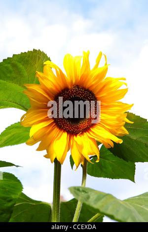 Eine Sonnenblume Stockfoto