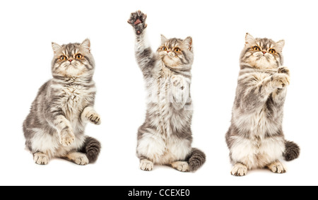 Kätzchen in verschiedenen Posen. Exotisch Kurzhaar-Kätzchen. Farbe blau Tabby fleckig Stockfoto