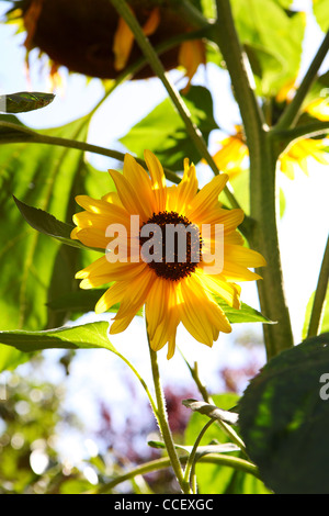 Eine Sonnenblume Stockfoto