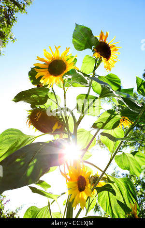 Sonnenblumen Stockfoto