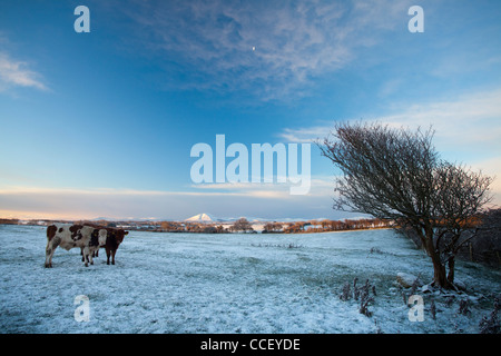 Winter-Rinder, County Sligo, Irland. Stockfoto