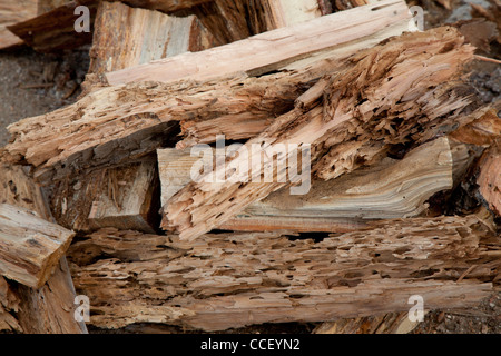 Nahaufnahme der verwitterten Treibholz Stockfoto