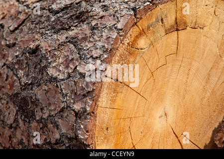 Nahaufnahme von gehackten Baumstumpf Stockfoto