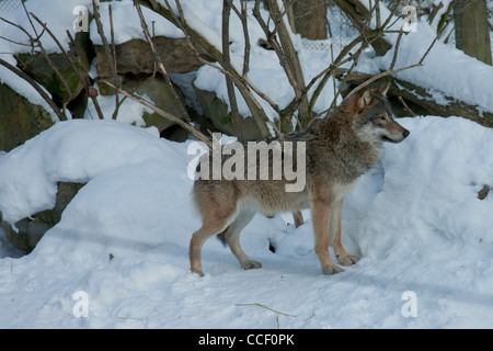 Ein Wolf steht stolz in der Mitte der schneebedeckten Boden von Bäumen und Felsen - Skansen Open Air Museum in Stockholm, Schweden Stockfoto