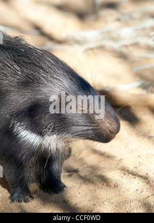 Nahaufnahme von einem Stachelschwein schlafen Stockfoto