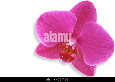 Schöne rosa Orchidee auf weißem Hintergrund Stockfoto