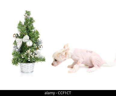 Chinesischer Schopfhund Welpen mit Firtree isoliert auf einem weißen Stockfoto