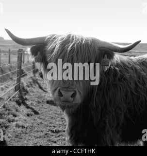 Ein Highland Kuh, Norden Schottlands, in der Nähe von Stadt Thurso, Schottland, UK. Stockfoto