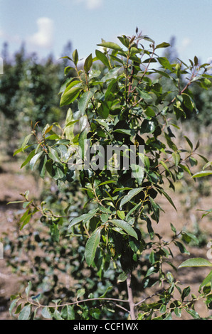 Nahaufnahme der Blätter einer Khat-Pflanze im Jemen Stockfoto