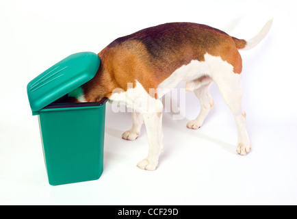 Was gibt es Neues? Der Hund prüft eine grüne Mülltonne. Stockfoto