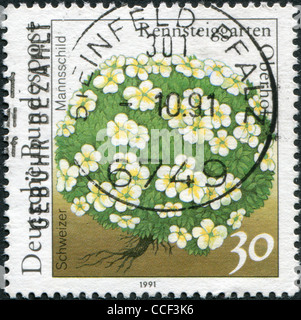 Deutschland - ca. 1991: Eine Briefmarke gedruckt in Deutschland, zeigt Schweizer Mannsschild (Androsace Helvetica), ca. 1991 Stockfoto