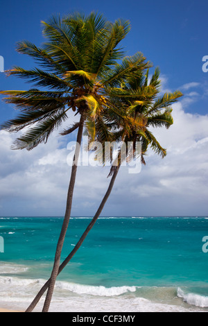 Palmen am unteren Bucht an der südöstlichen Küste von Barbados, West Indies Stockfoto