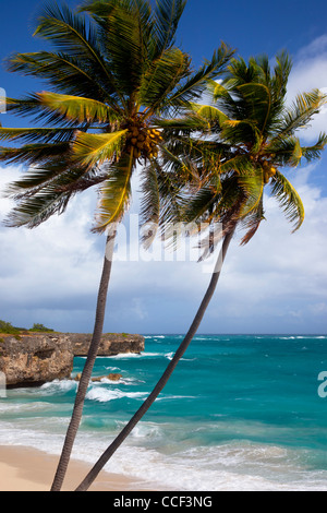 Palmen am unteren Bucht an der südöstlichen Küste von Barbados, West Indies Stockfoto