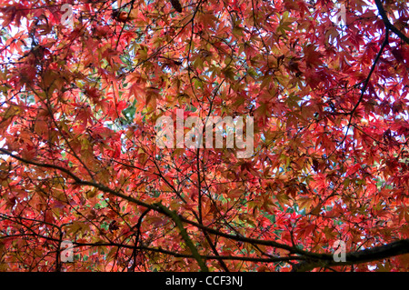 Herbstlaub im Westonbirt Arboretum UK Stockfoto