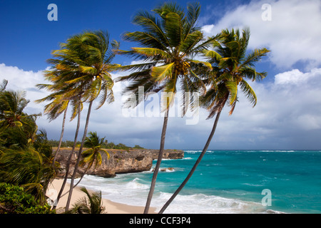 Palmen am unteren Bucht an der südöstlichen Küste von Barbados, West Indies Stockfoto