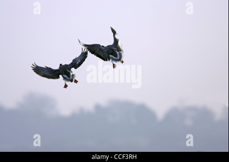 Pink-footed Gänse, Anser Brachyrhynchus, paar fliegen. Stockfoto