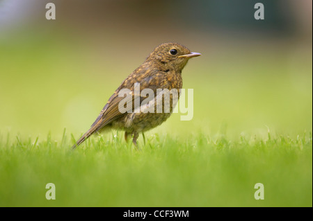 Robin Erithacus Rubecula Küken auf dem Rasen nach dem Nest verlassen. Stockfoto
