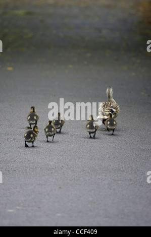 Stockente, Anas Platyrhynchos, Weibchen mit fünf Entenküken asphaltierten Weg. Stockfoto