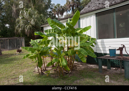 Marjorie Kinnan Rawlings historische Staatspark, Cross Creek, Florida.  Hier zeigt Bananenstauden wachsen auf dem Hof neben Haus Stockfoto