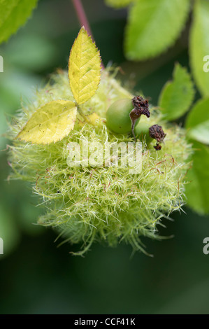 Diplolpepis Rosae, Bedeguar Gall oder Robins Nadelkissen auf wilde Rose. Stockfoto