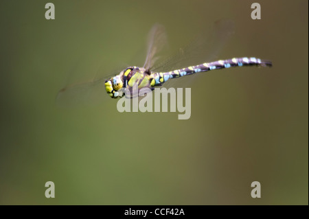 Gemeinsamen Hawker Libelle, Aeshna Juncea, im Flug. Stockfoto