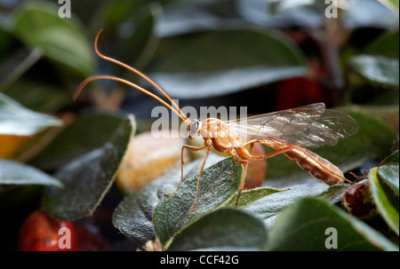 Ichneumon Wasp, Ophion Luteus, Weiblich, auf den Blättern. Herbst Stockfoto