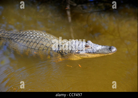 Lowry Park Zoo St. Petersburg Florida amerikanischer Alligator Stockfoto
