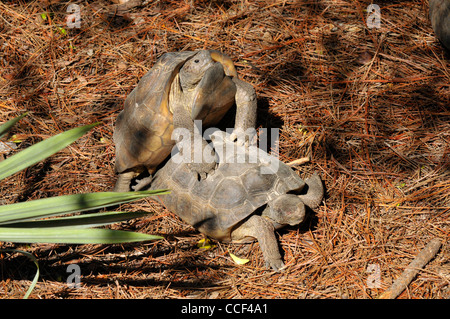 Lowry Park Zoo St.Petersburg Florida Schildkröten Paarung Stockfoto