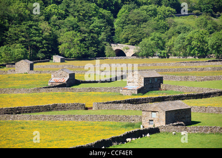 Scheunen in Mähwiesen in der Nähe von Gunnerside in den Yorkshire Dales National Park Stockfoto